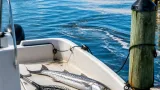 Angler reels in rare great barracuda off Delaware coast, possibly a state first