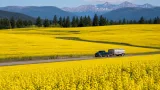 Canola fields paint Flathead Valley yellow as summer blooms peak