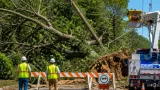 Large tree fall shuts Glenwood Avenue in Raleigh, knocks out power for hundreds