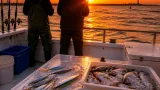 Sea bass and scup on deep reefs; stripers steady in the rips as bonito enter Western Sound