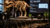 South Dakota T. rex found in Harding County fetches $50.13 million at auction