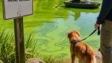 Why Connecticut lakes can suddenly turn bright green — and what residents should do