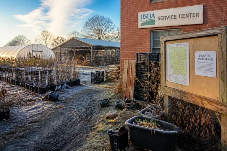 Alexandria producers become eligible for federal disaster loans after spring freeze
