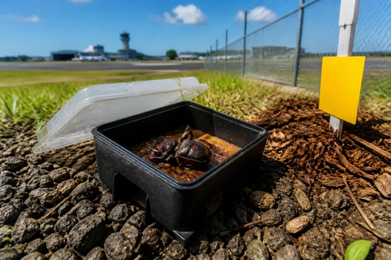 Dead coconut rhinoceros beetle found at Hilo airport prompts stepped-up island surveillance