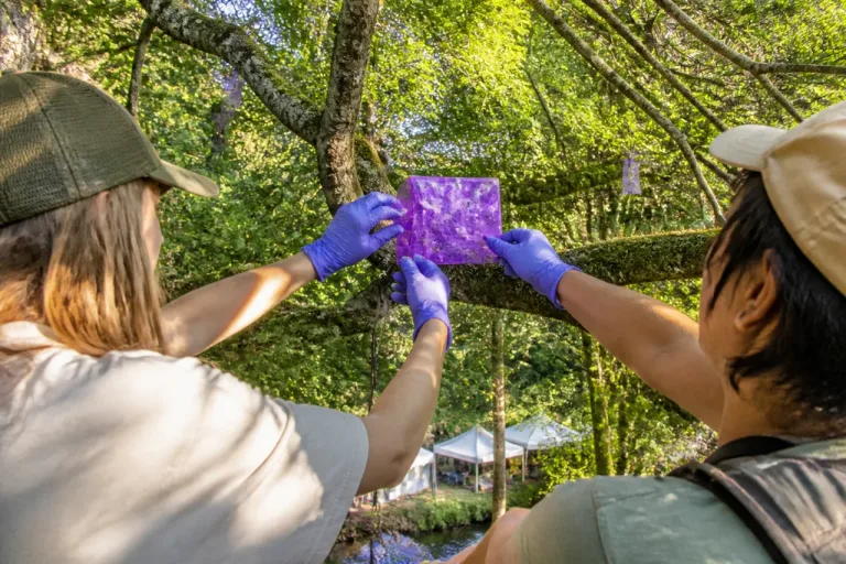 Emerald ash borer threat imperils trees that define Oregon Country Fair grounds