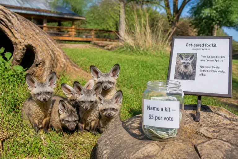 Fort Wayne Zoo invites public to name five bat-eared fox kits, fundraising runs through July 22