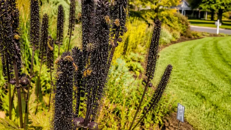 Native black bugbane blooms at Mt. Cuba Center underline low‑maintenance pollinator wins