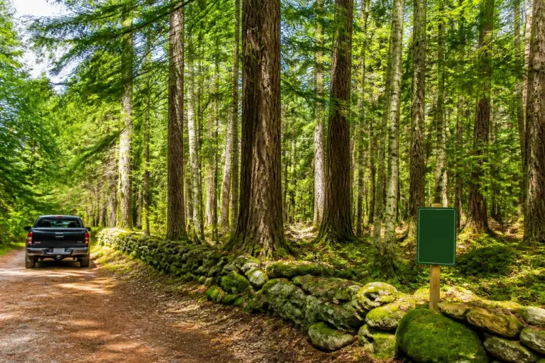 Program pays landowners to spare rare old-growth stands in Maine