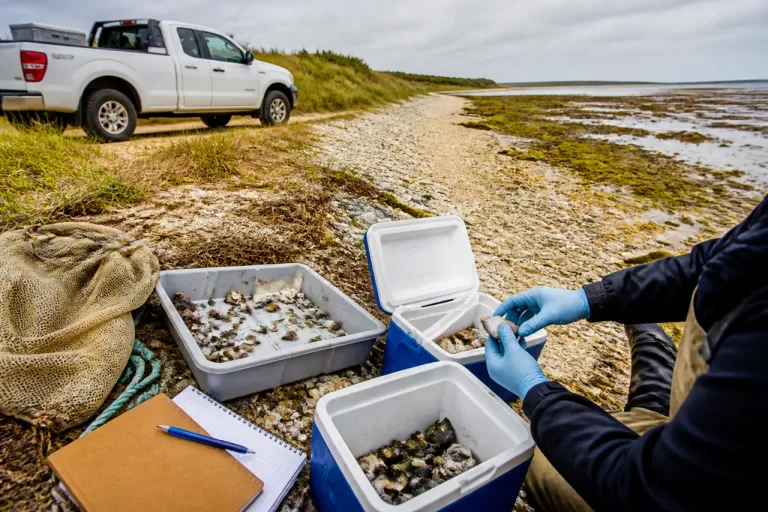 Researchers confirm invasive Manila clam established along Northeast coast, including Cape Cod