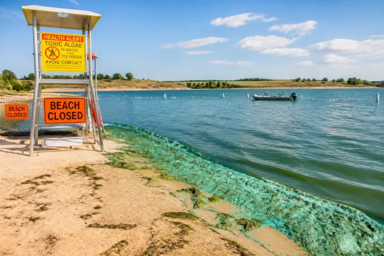 State issues health alerts for toxic blue‑green algae at Maskenthine Reservoir and Rockford Lake