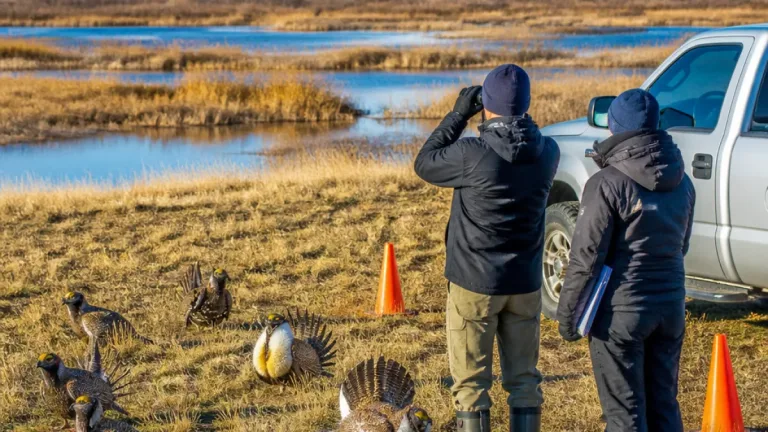 Statewide grouse counts unchanged from 2025 but trends vary sharply by region