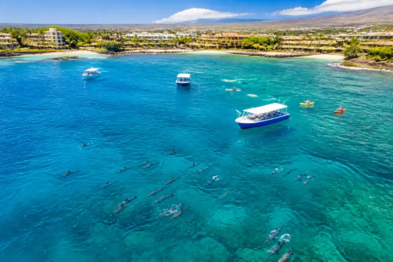 Study links heavy tourism to sharply low calf rates in Hawaii Island spinner dolphins